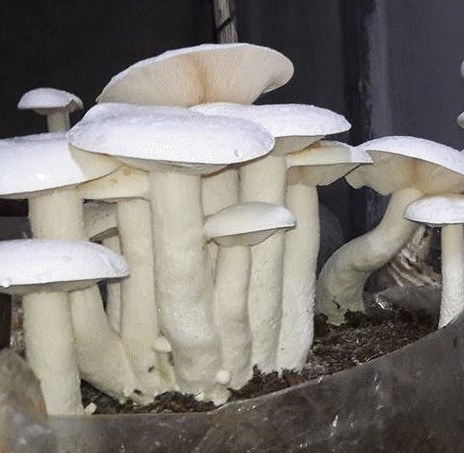 1kg - Milky Mushroom (Calocybe indica) 1kg - Milky Mushroom (Calocybe indica)